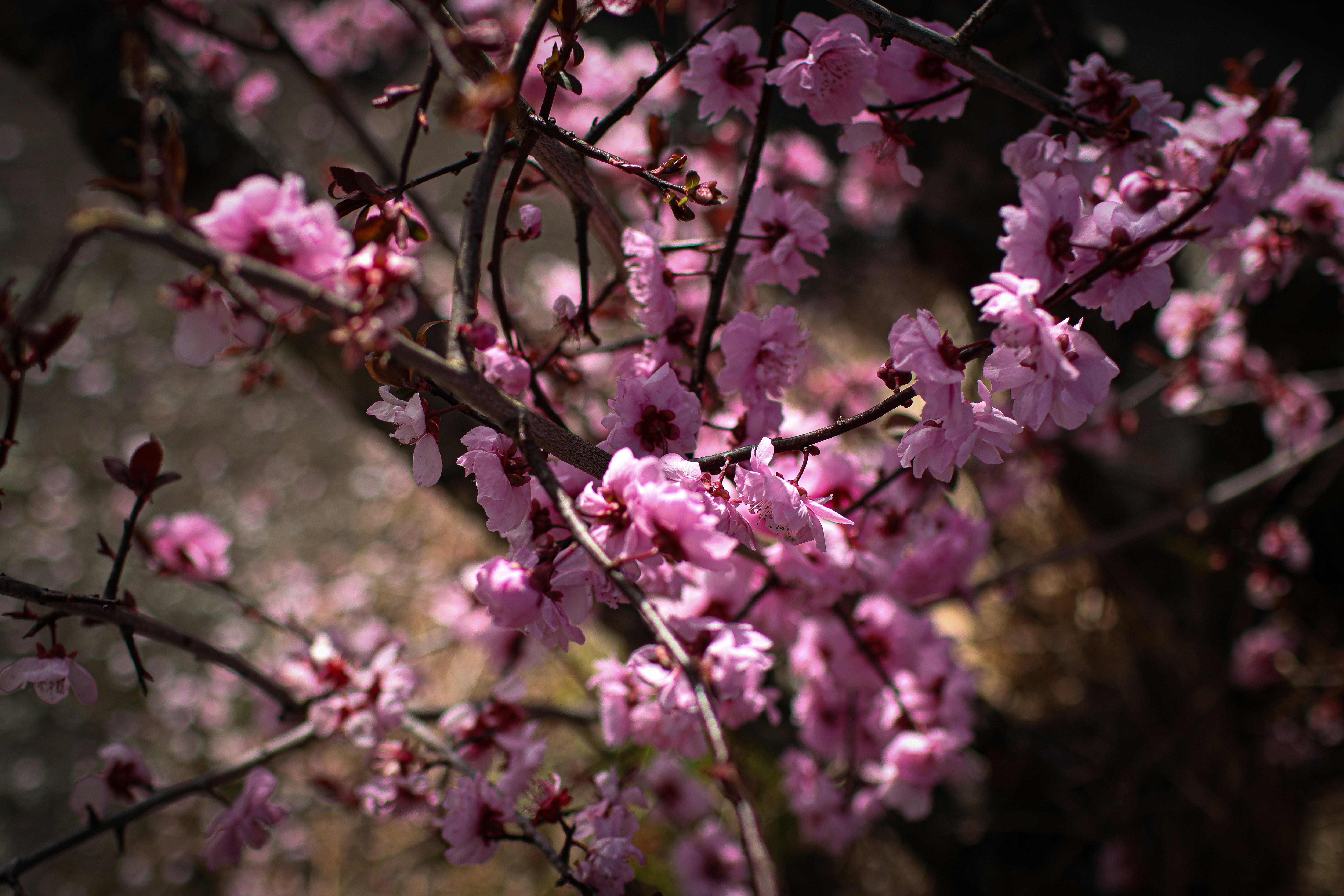 Photo by singhharjiwan