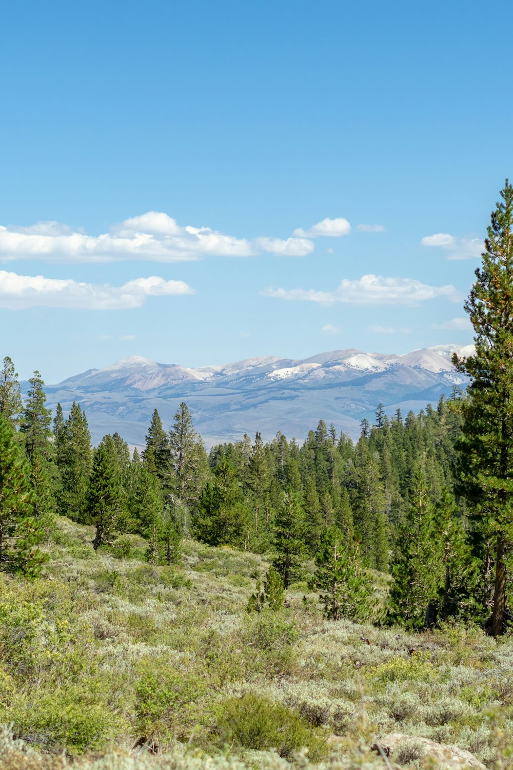 a landscape with trees and mountains in the background