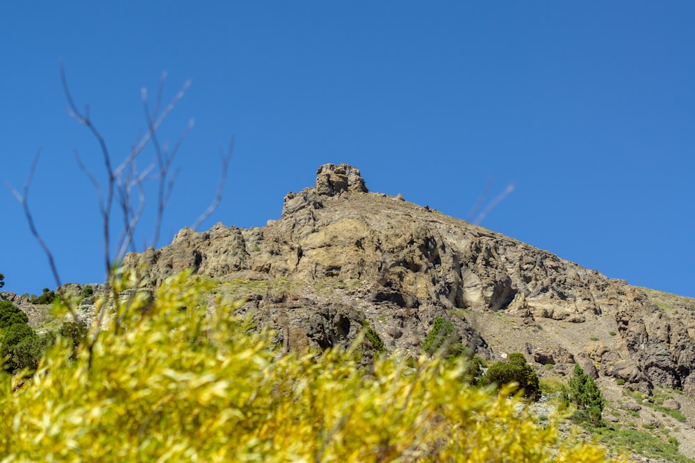 Una montaña rocosa con flores amarillas
