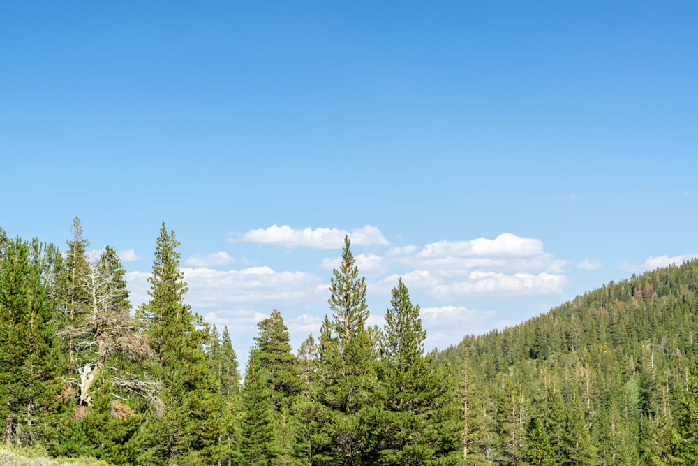 a forest of trees