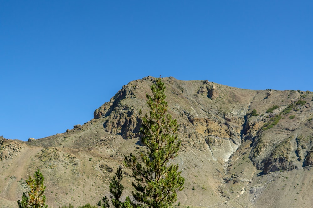 a rocky mountain with trees