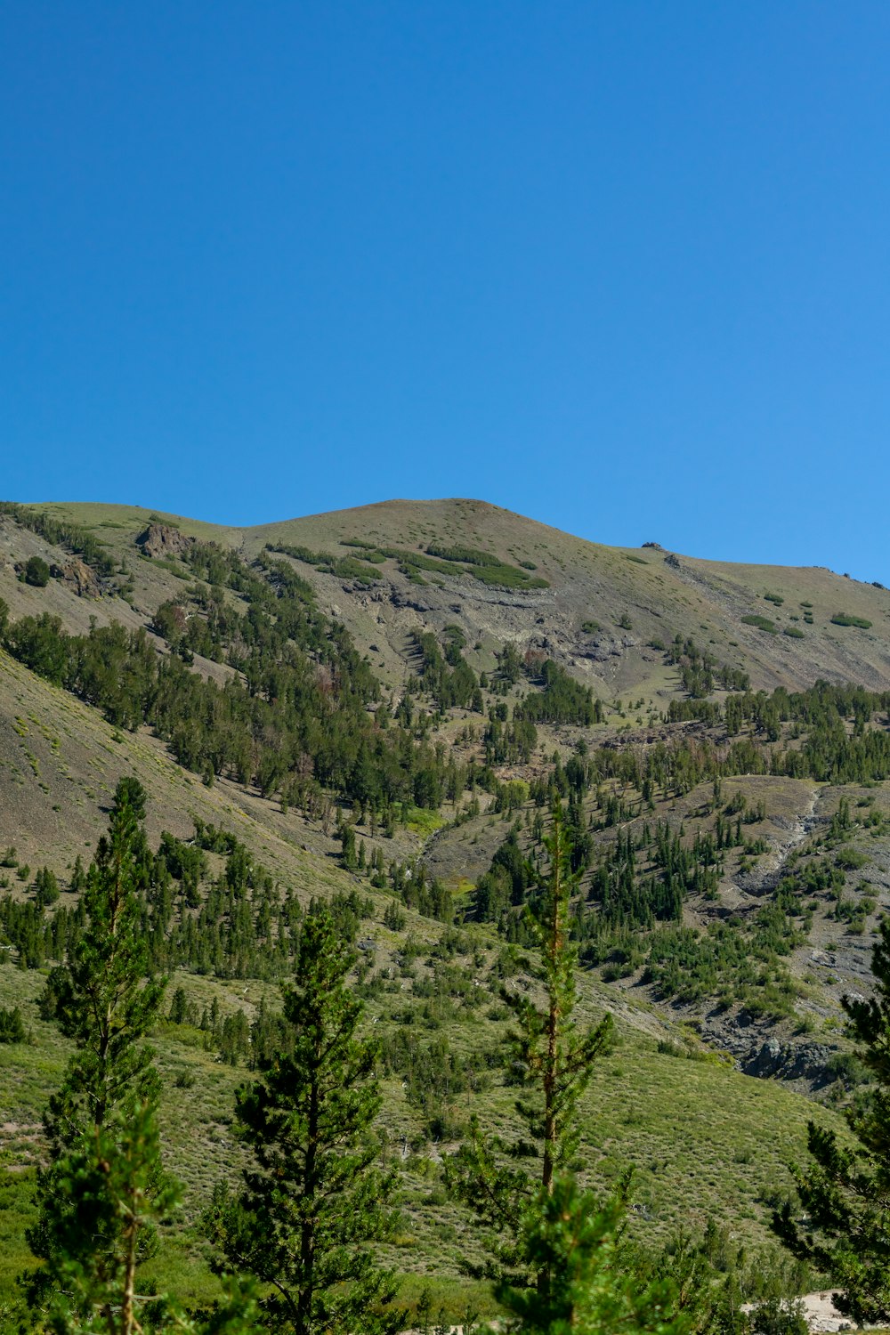 a landscape with trees and hills