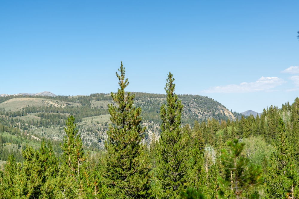 uma floresta de árvores