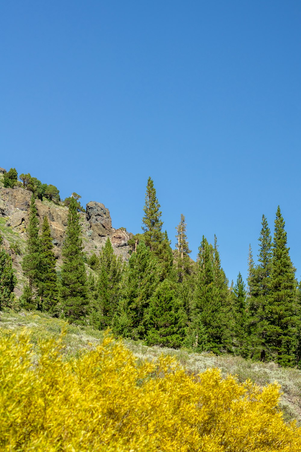 Un grupo de árboles y una montaña rocosa