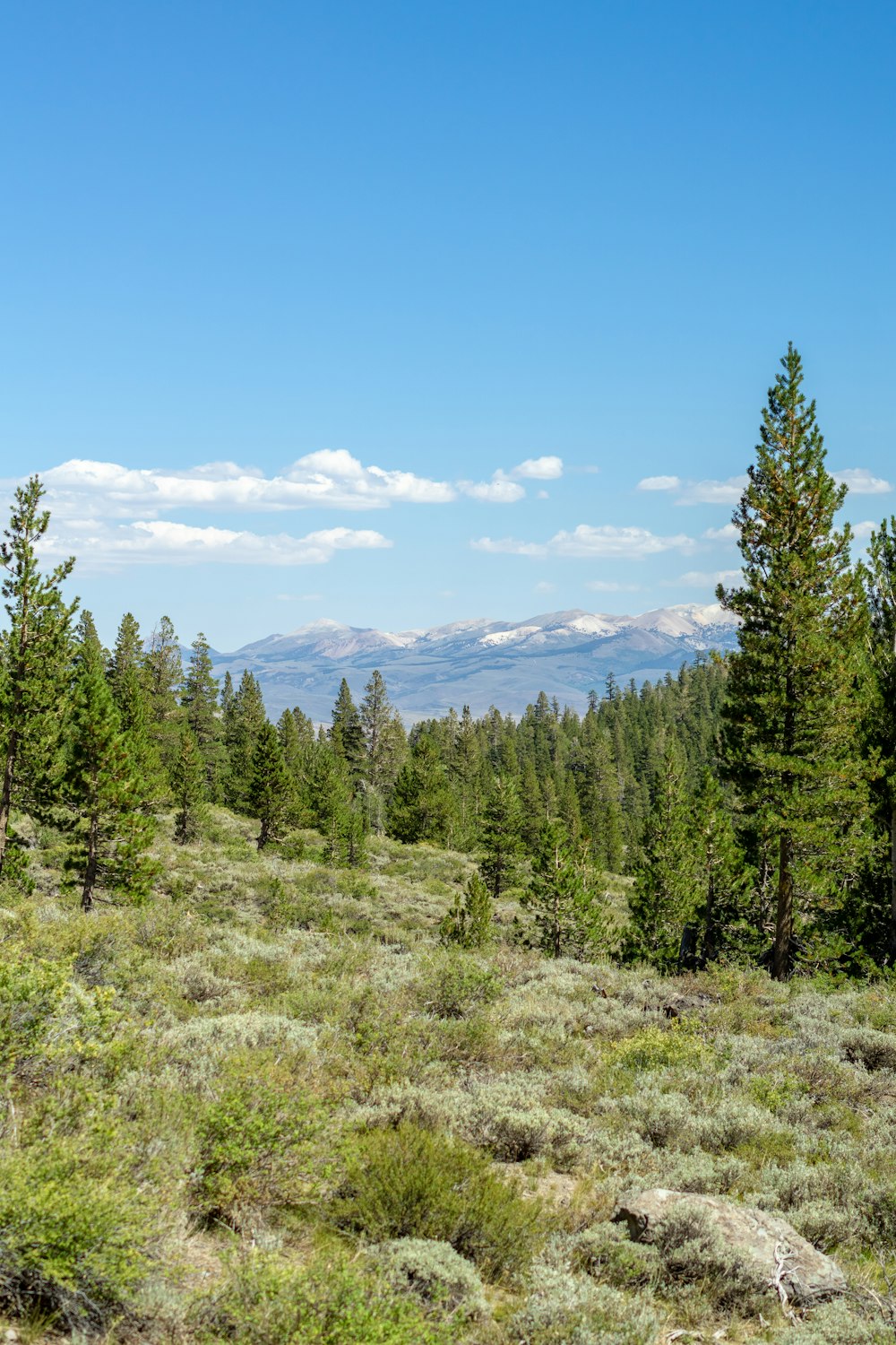 Eine Landschaft mit Bäumen und Bergen im Hintergrund