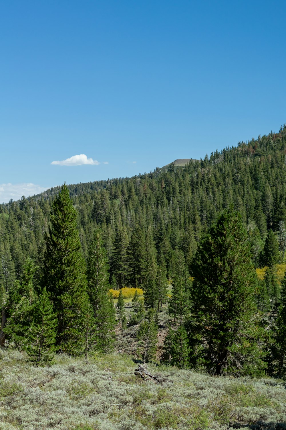 a forest of trees