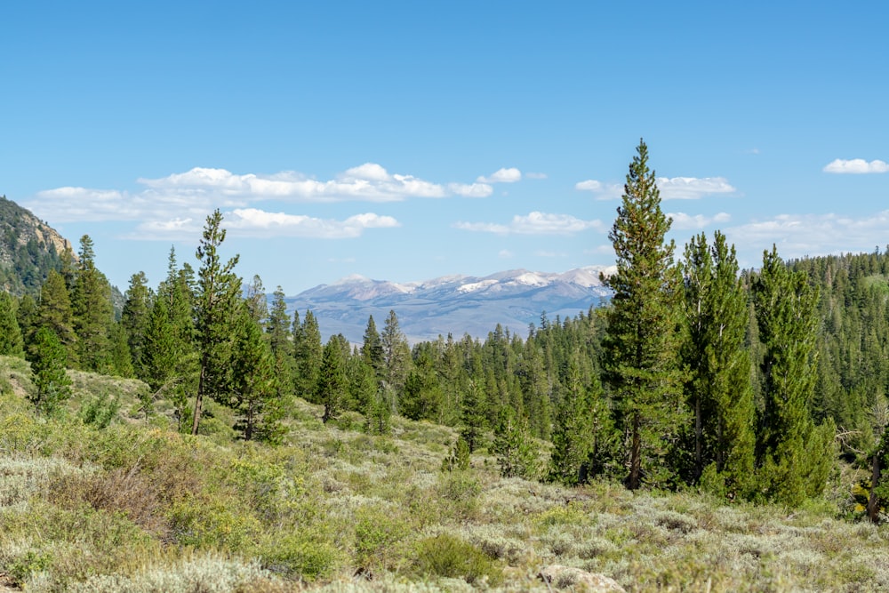 a forest of trees