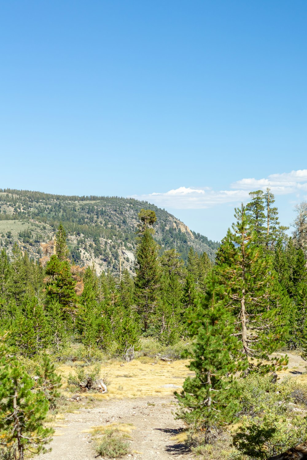 a dirt road with trees on the side and a mountain in the background