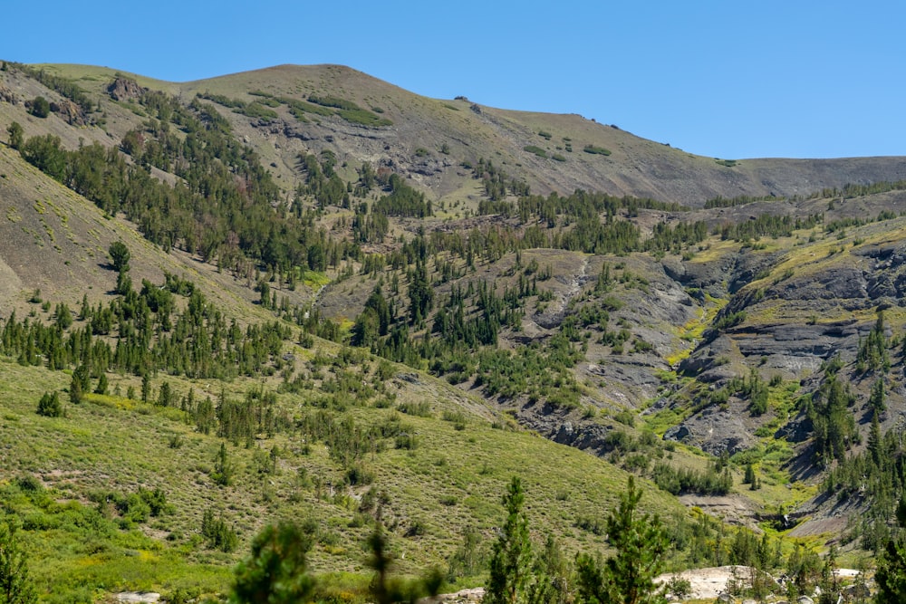 un paesaggio con alberi e colline