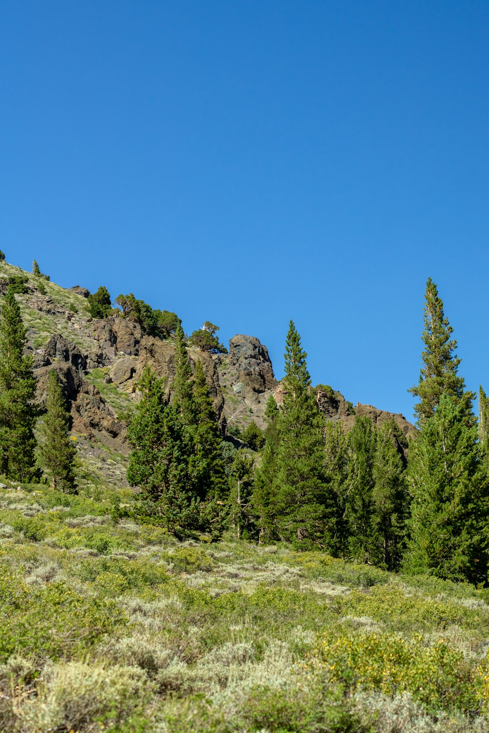 Ein felsiger Berg mit Bäumen