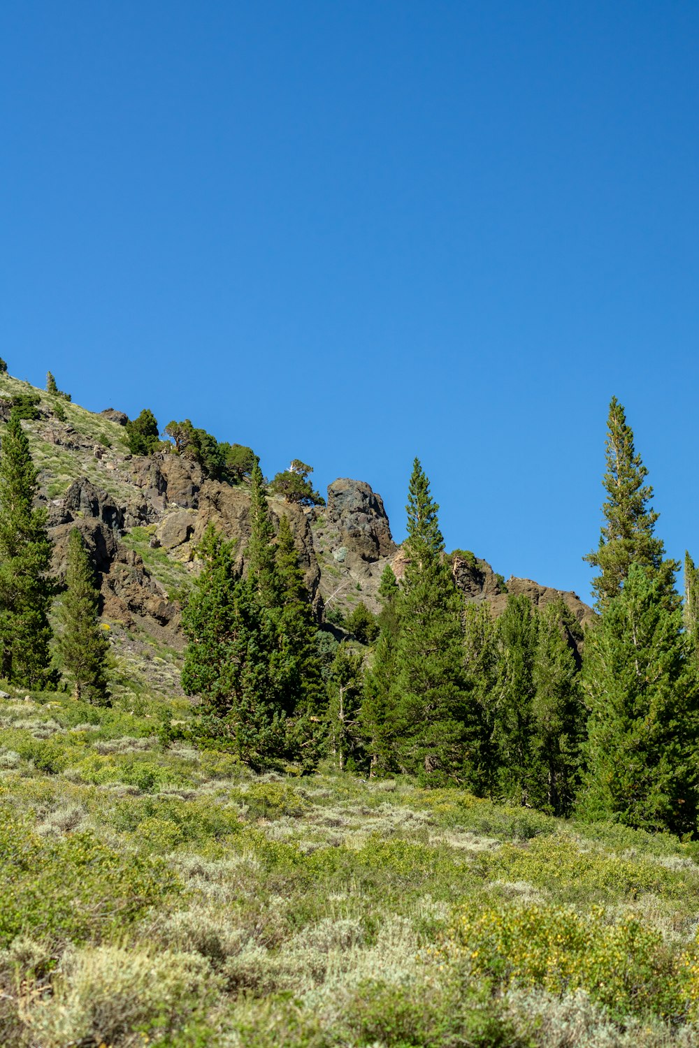 Una montaña rocosa con árboles