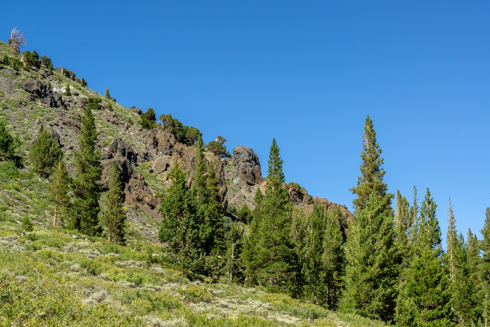 a rocky hillside with trees