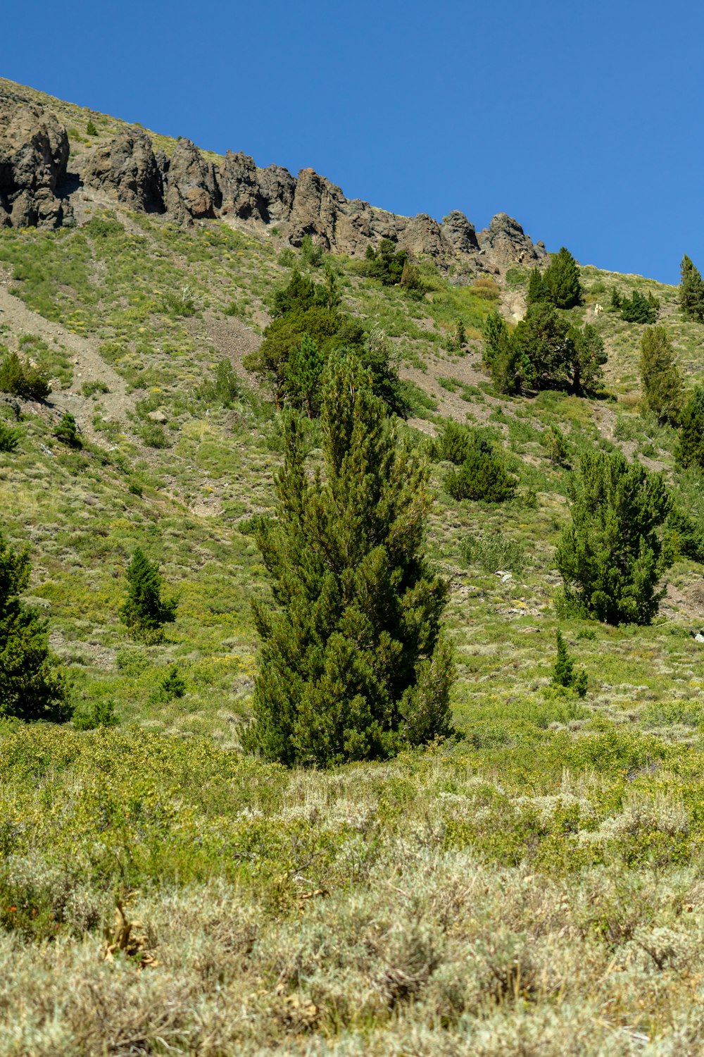 una zona erbosa con alberi e rocce sullo sfondo