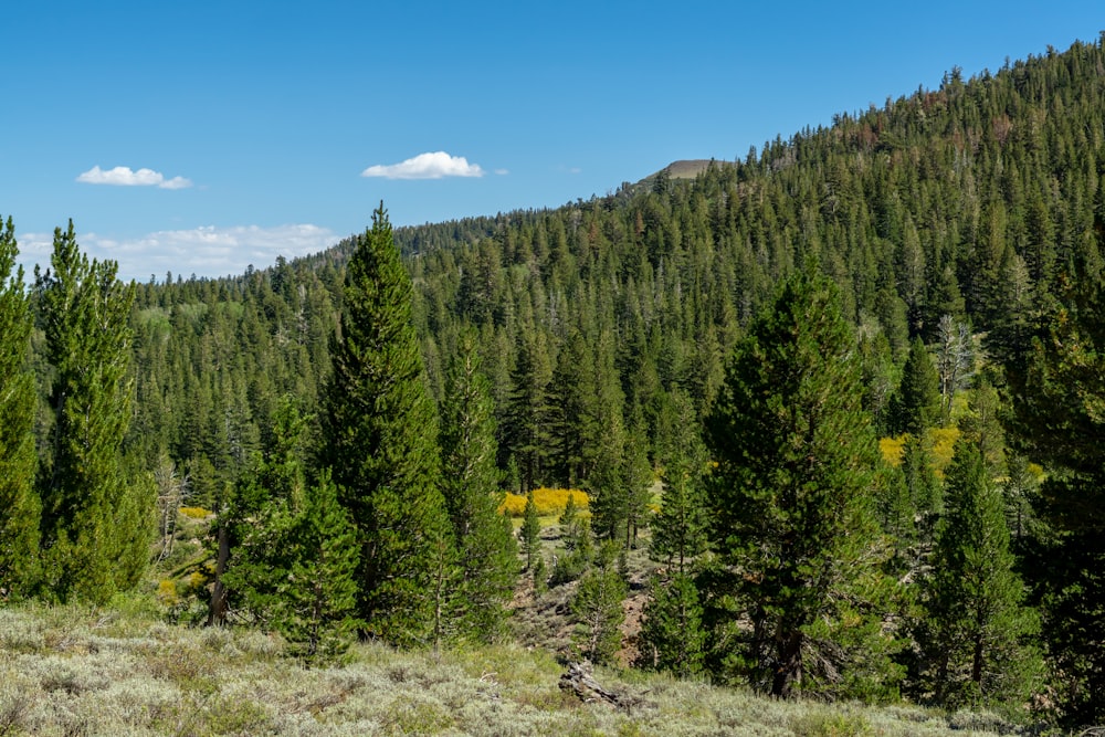 uma floresta de árvores com Clearwater National Forest ao fundo