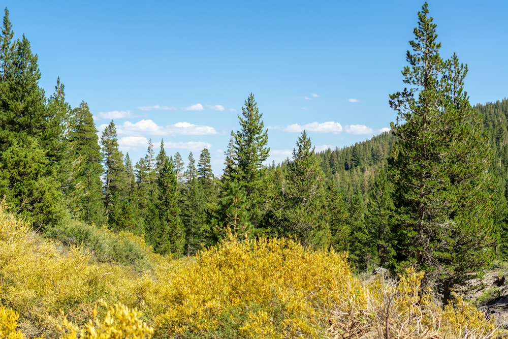 uma floresta de árvores