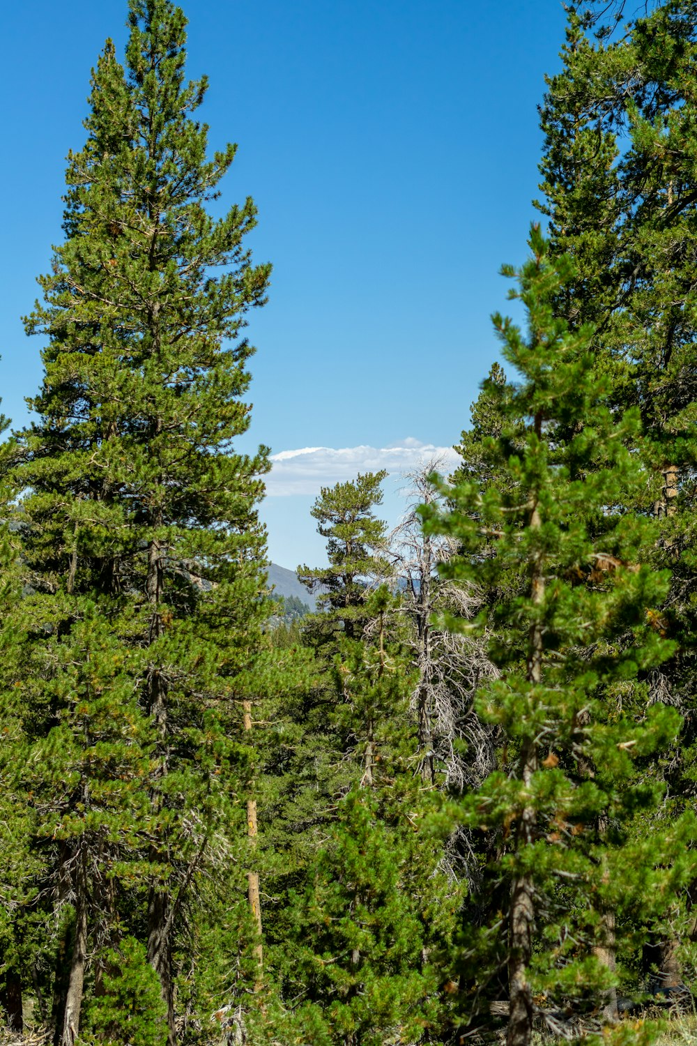 un groupe d’arbres avec de la neige en arrière-plan