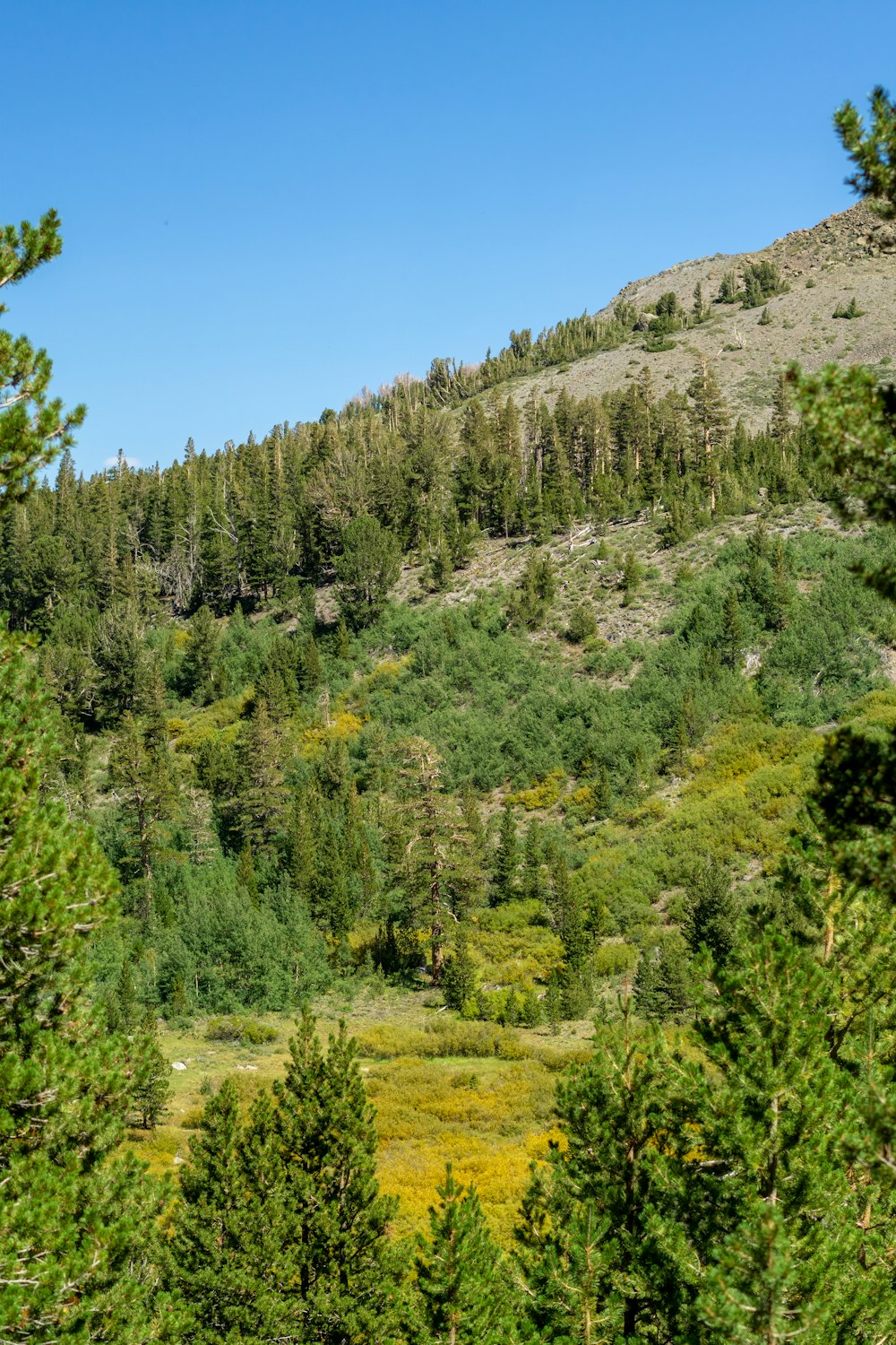 una montaña con árboles