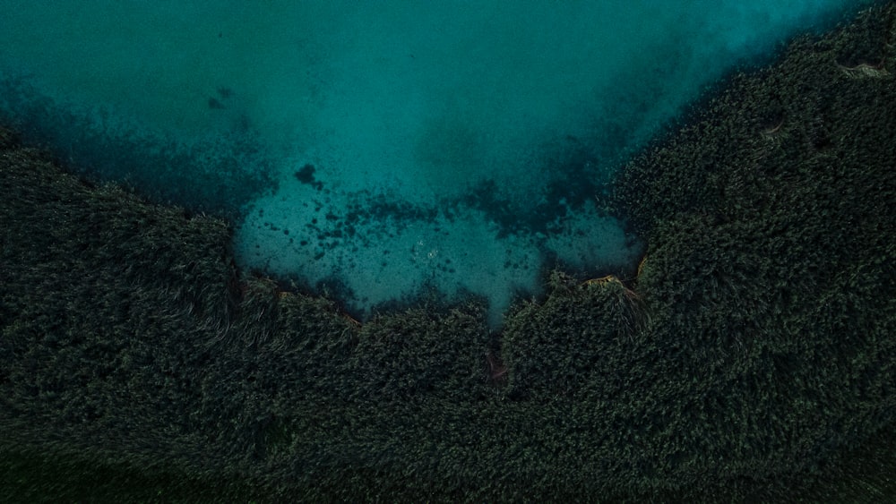 a group of fish swimming in the water