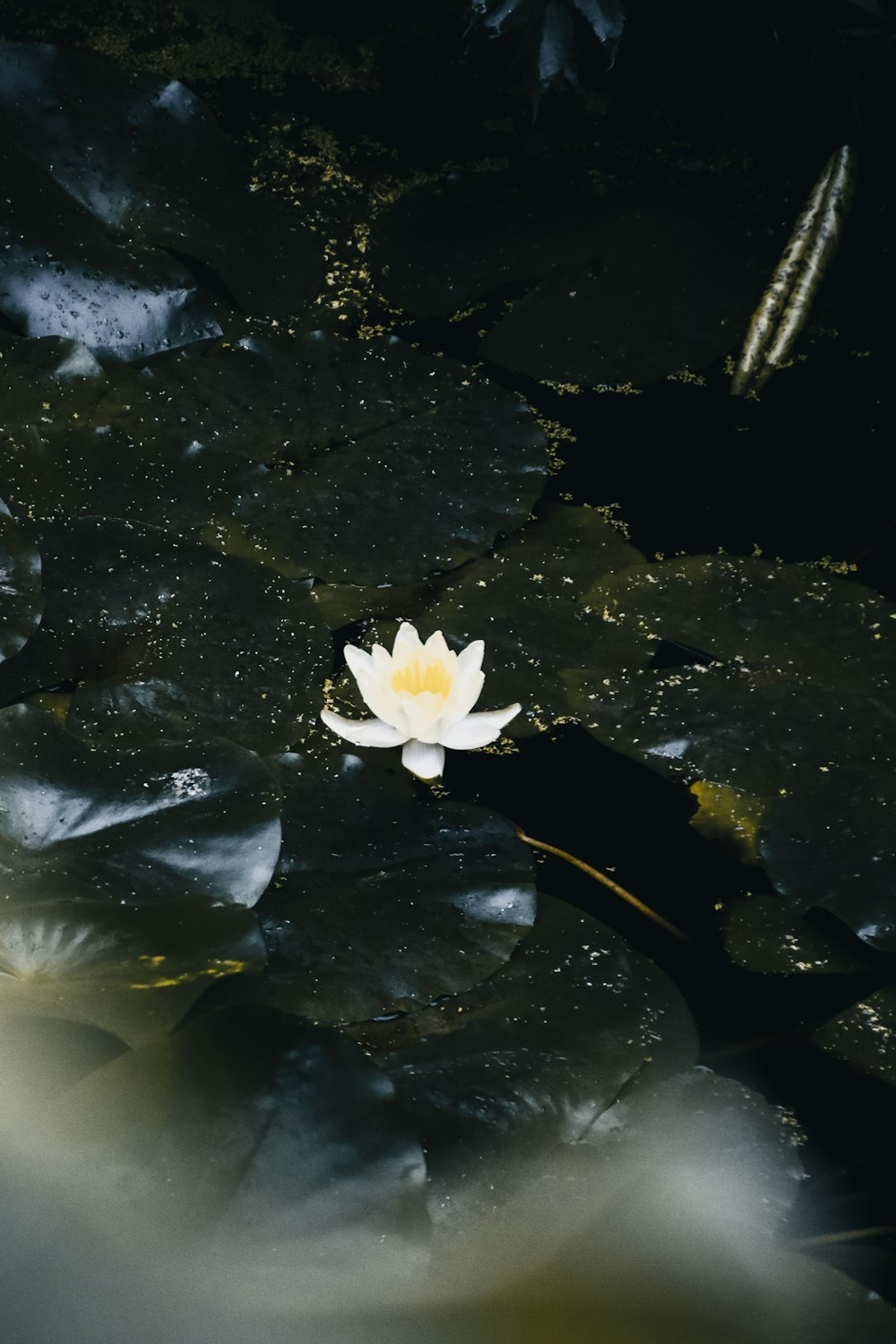 eine weiße Blume, die auf dem Wasser schwimmt