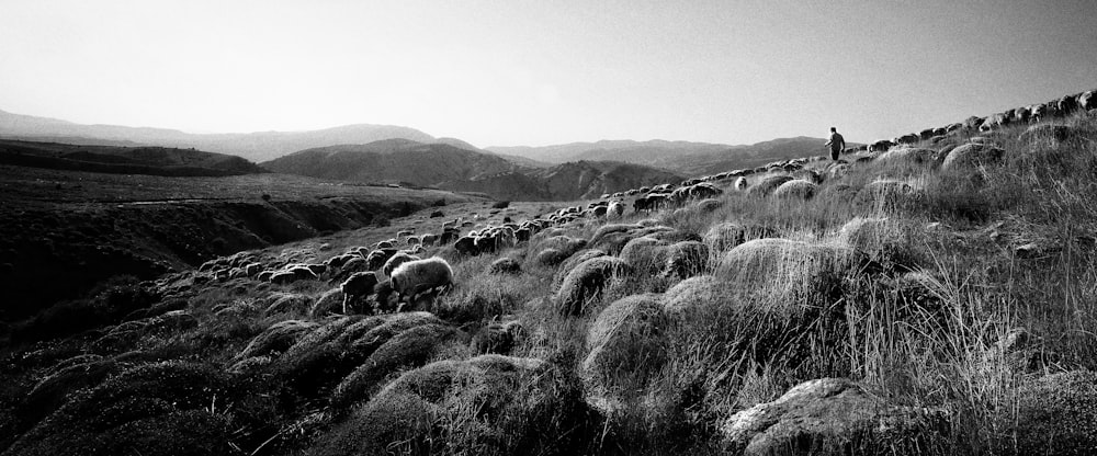 a person herding sheep