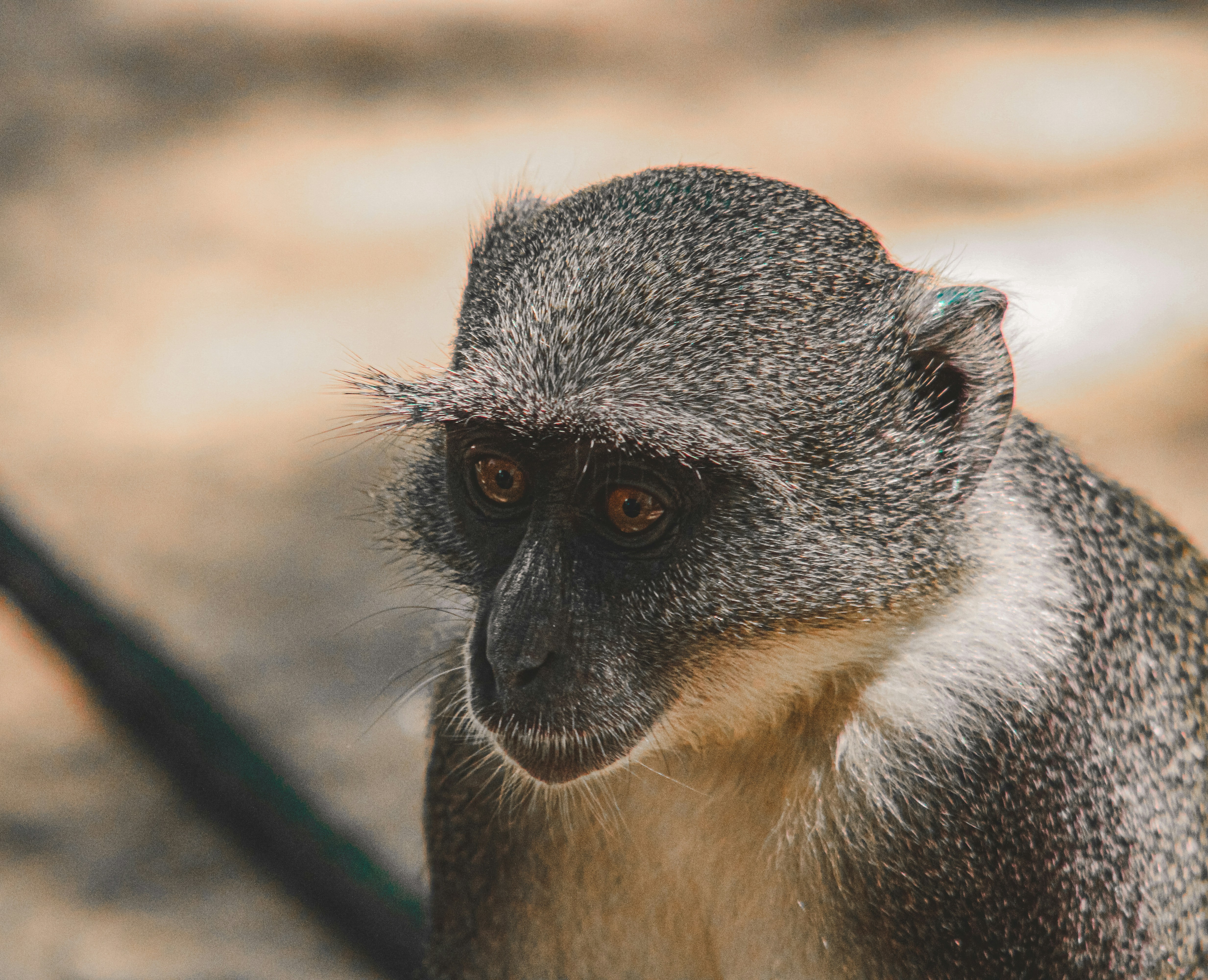 a small black and white animal, Gede Ruins, Malindi, Kenya