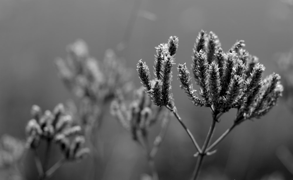 Primo piano di un fiore