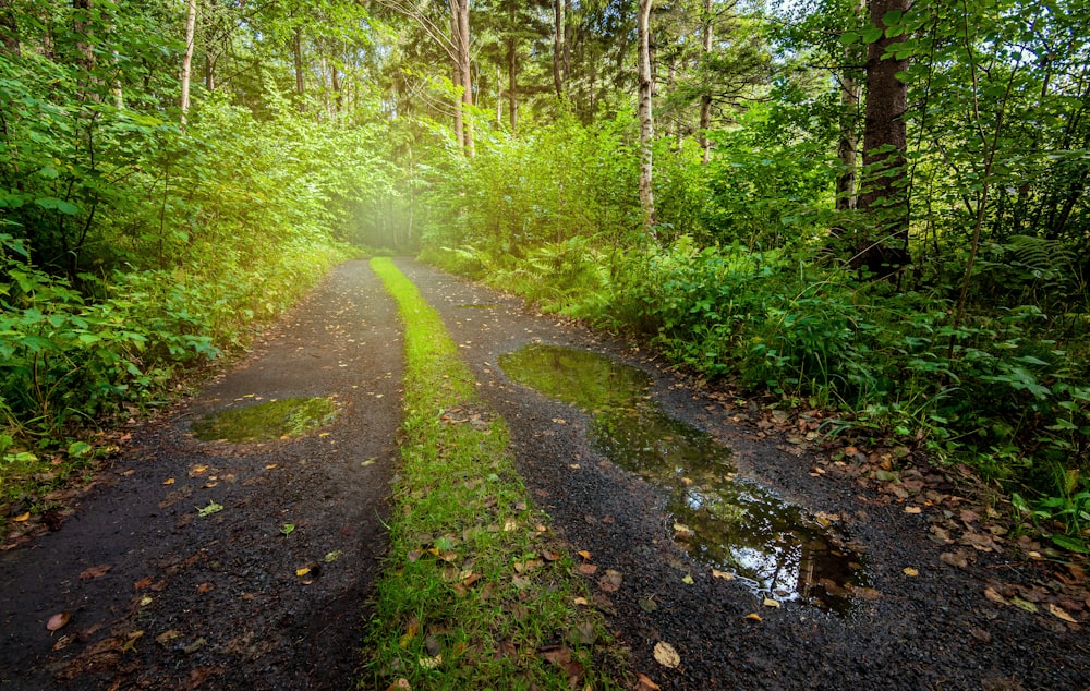 a dirt path in a forest