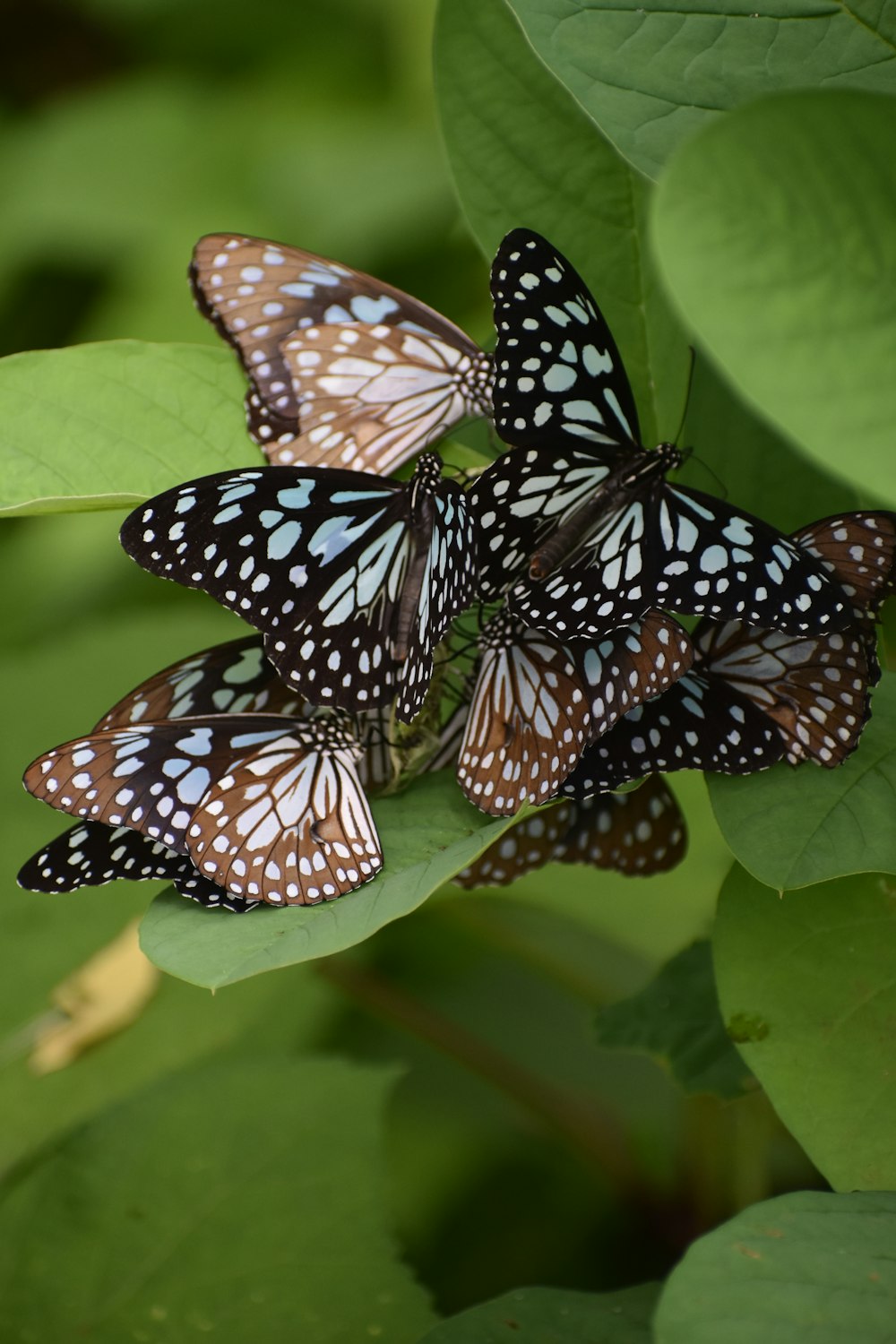 a butterfly on a leaf