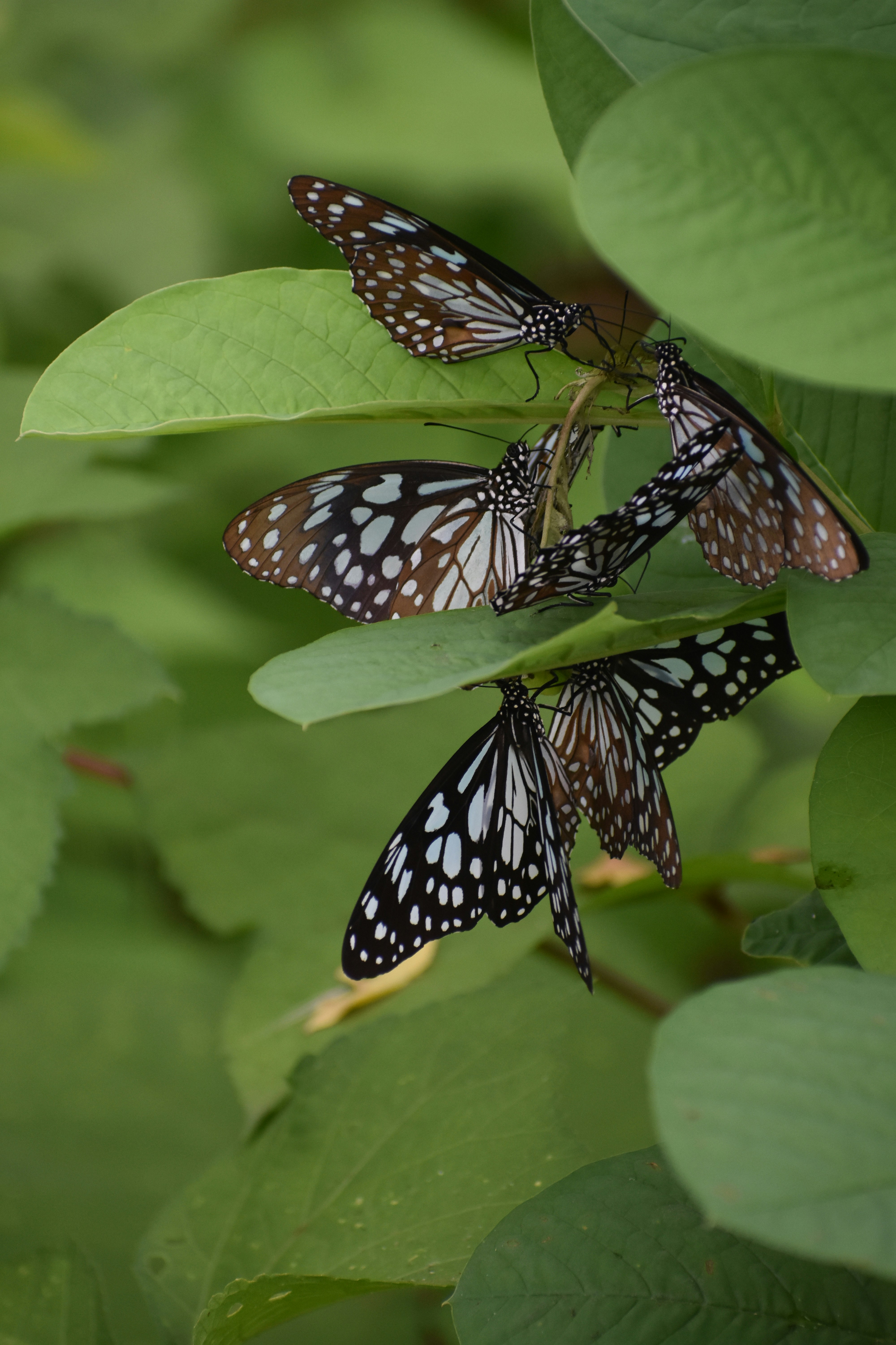 Un grupo de mariposas en una