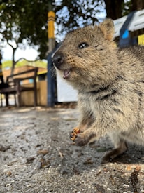 A close-up of a quokka standing on a paved surface, holding a small piece of food in its paws. The background features benches, greenery, and partial views of a park setting.