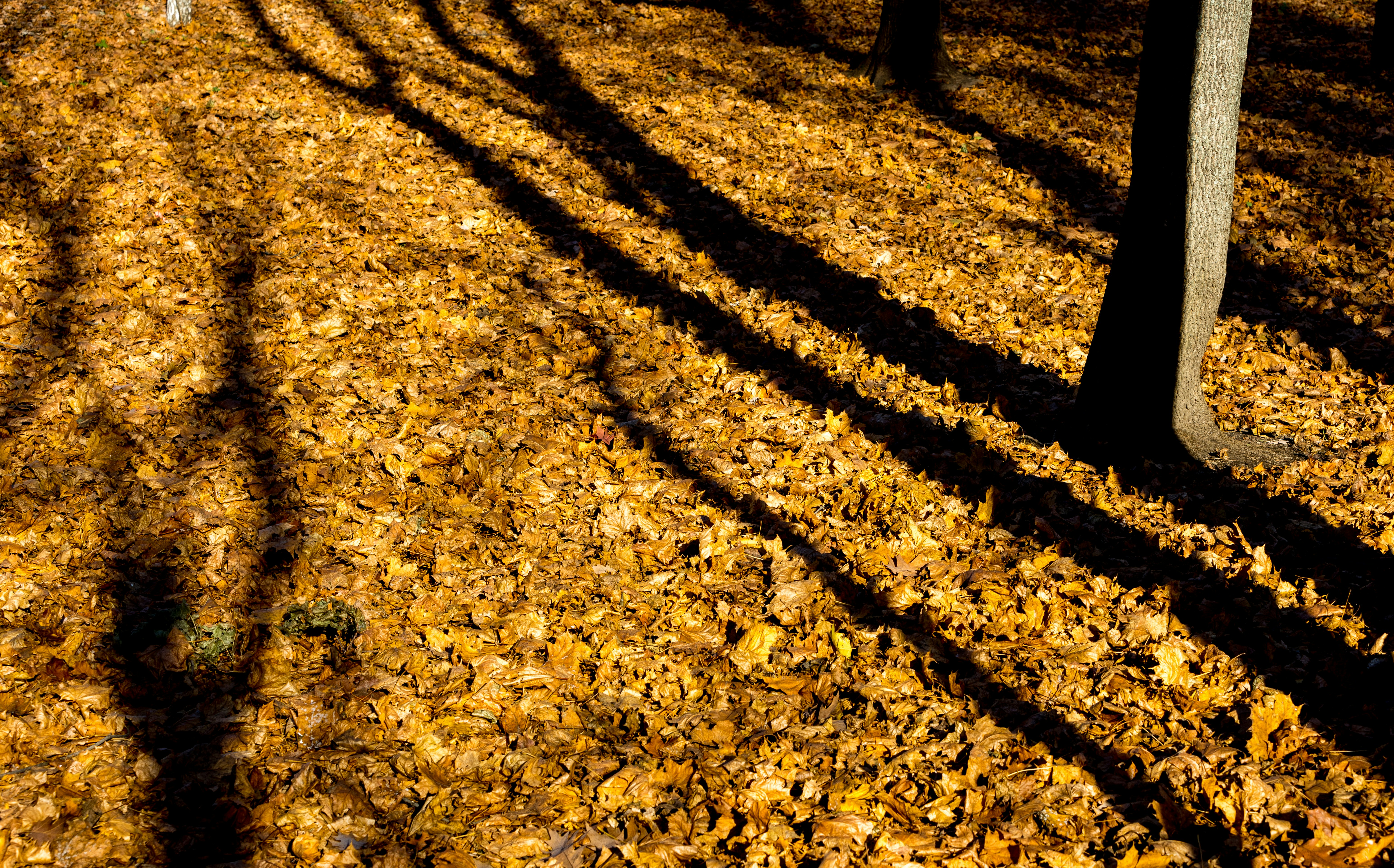 shadows of people on a path