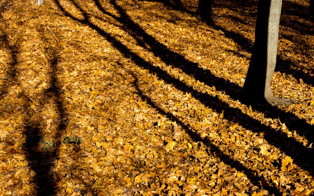 shadows of people on a path