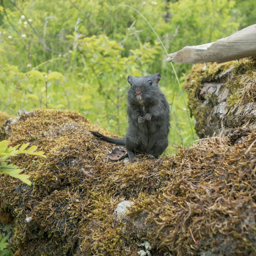 a small animal standing on a log