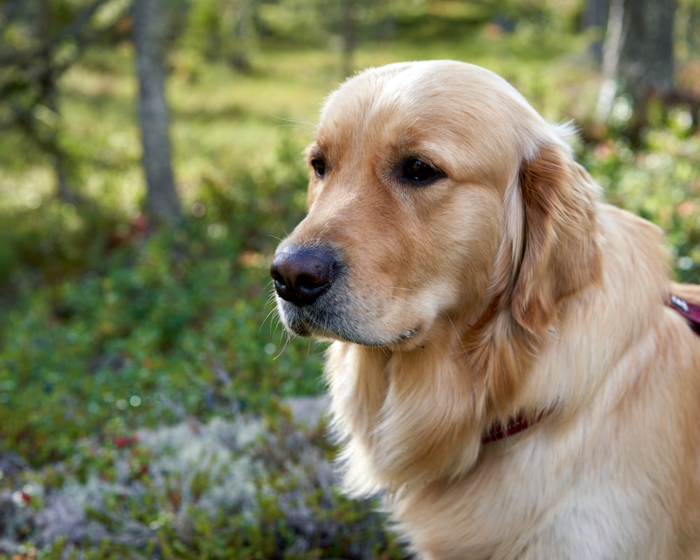 a dog sitting in a field