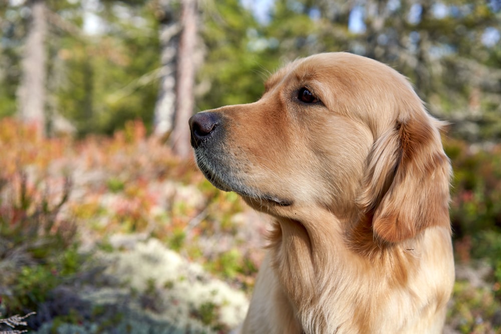 a dog looking up