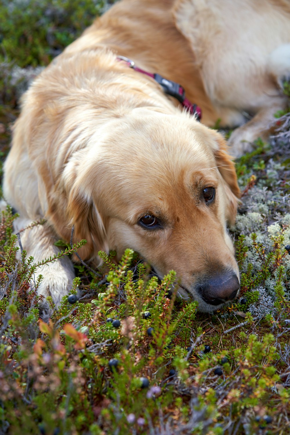 a dog lying in a field of flowers