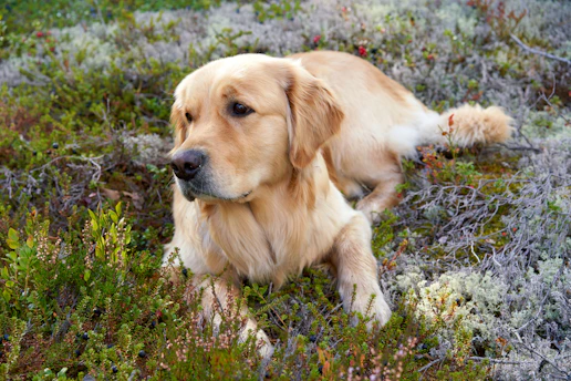 pfoten.fit. hundephysiotherapie bispingen
