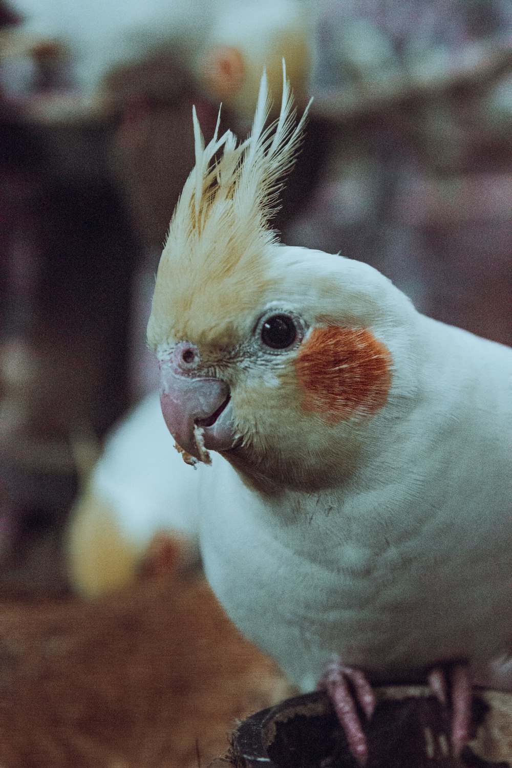 a bird with its mouth open