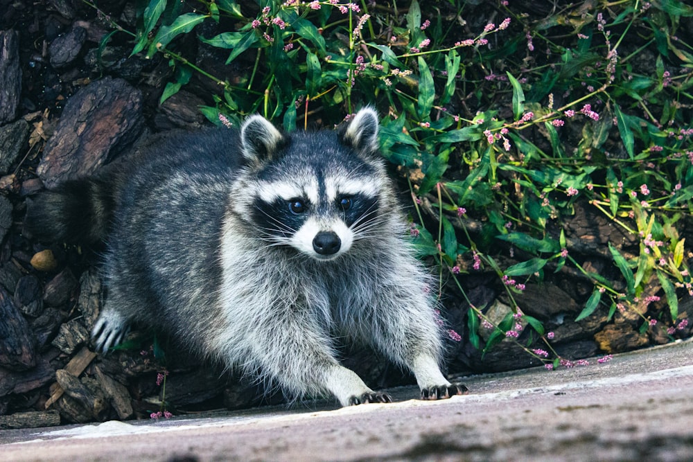 a raccoon sitting on a rock