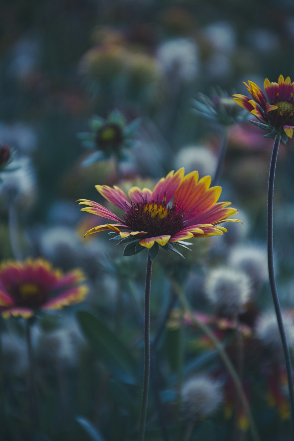 a close up of a flower