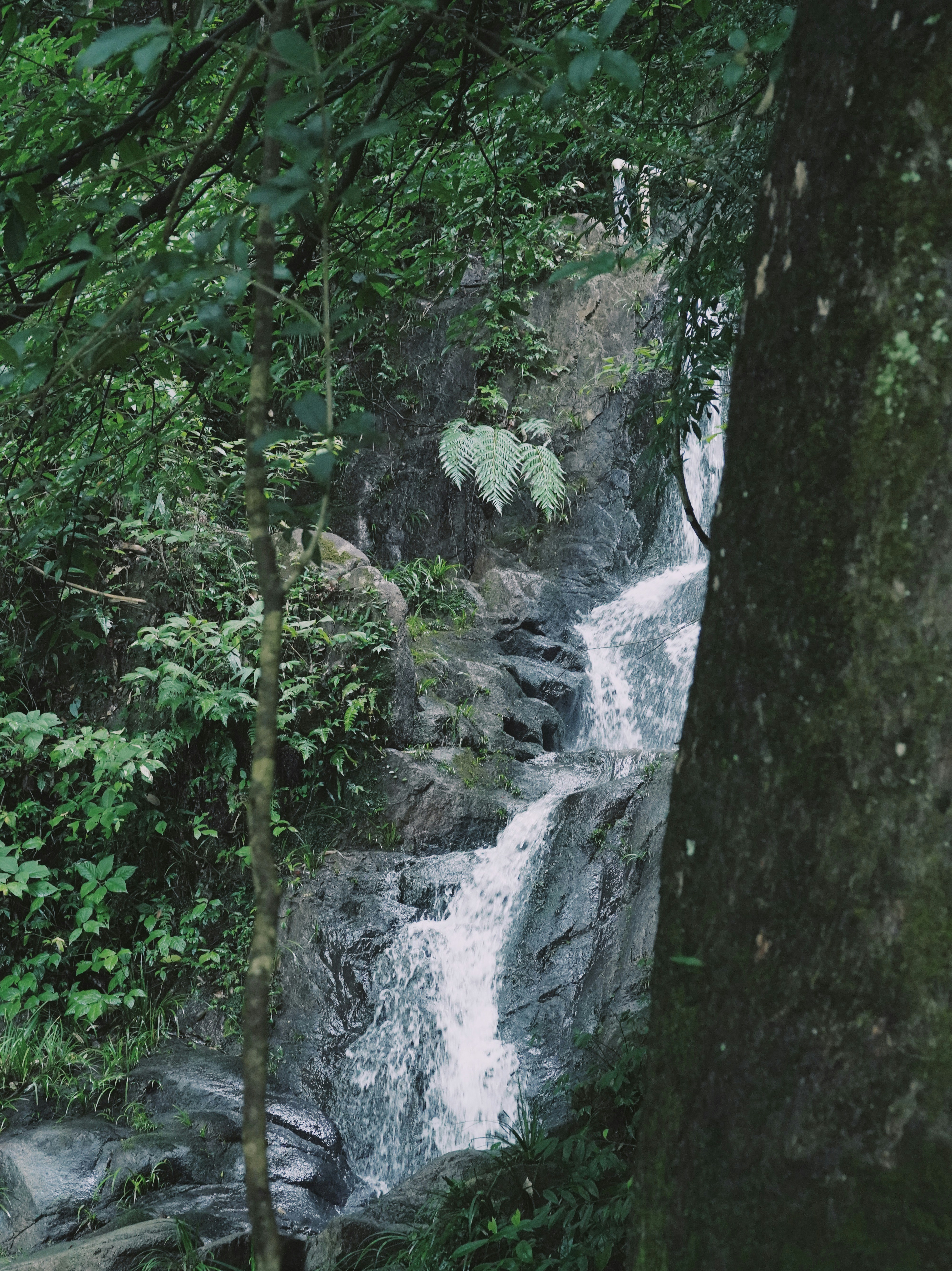 a waterfall in a forest