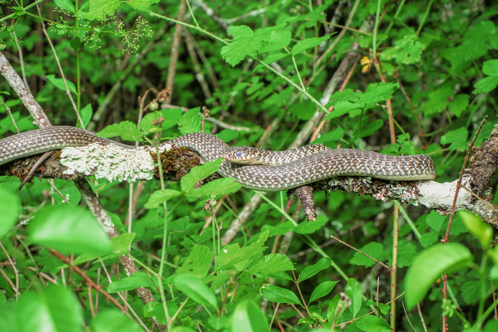 a snake in the grass