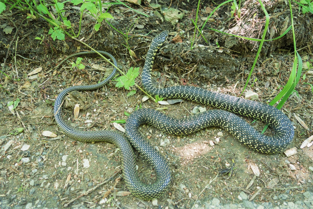 a snake on the ground