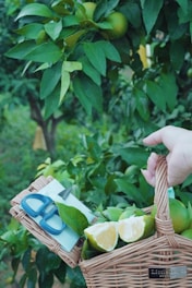 a basket of fruit