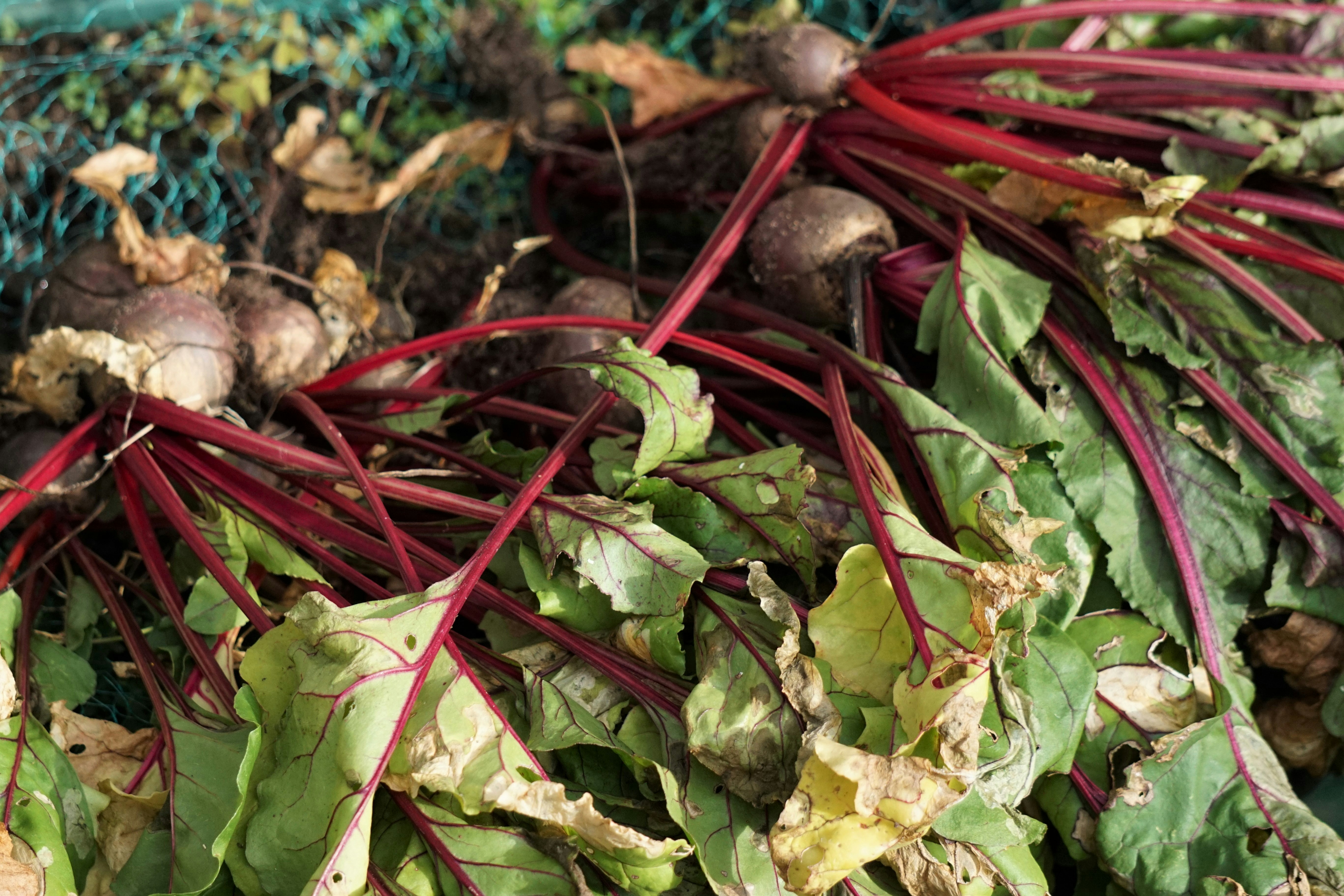 Barbabietole: Proprietà Nutrizionali, Benefici per la Salute e Modi Creativi per Gustarle