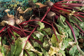 A collection of freshly harvested beetroots with vibrant green leaves and reddish-purple stems. The vegetables lie on a rustic surface, surrounded by some dry leaves and soil, giving a freshly picked, organic feel.