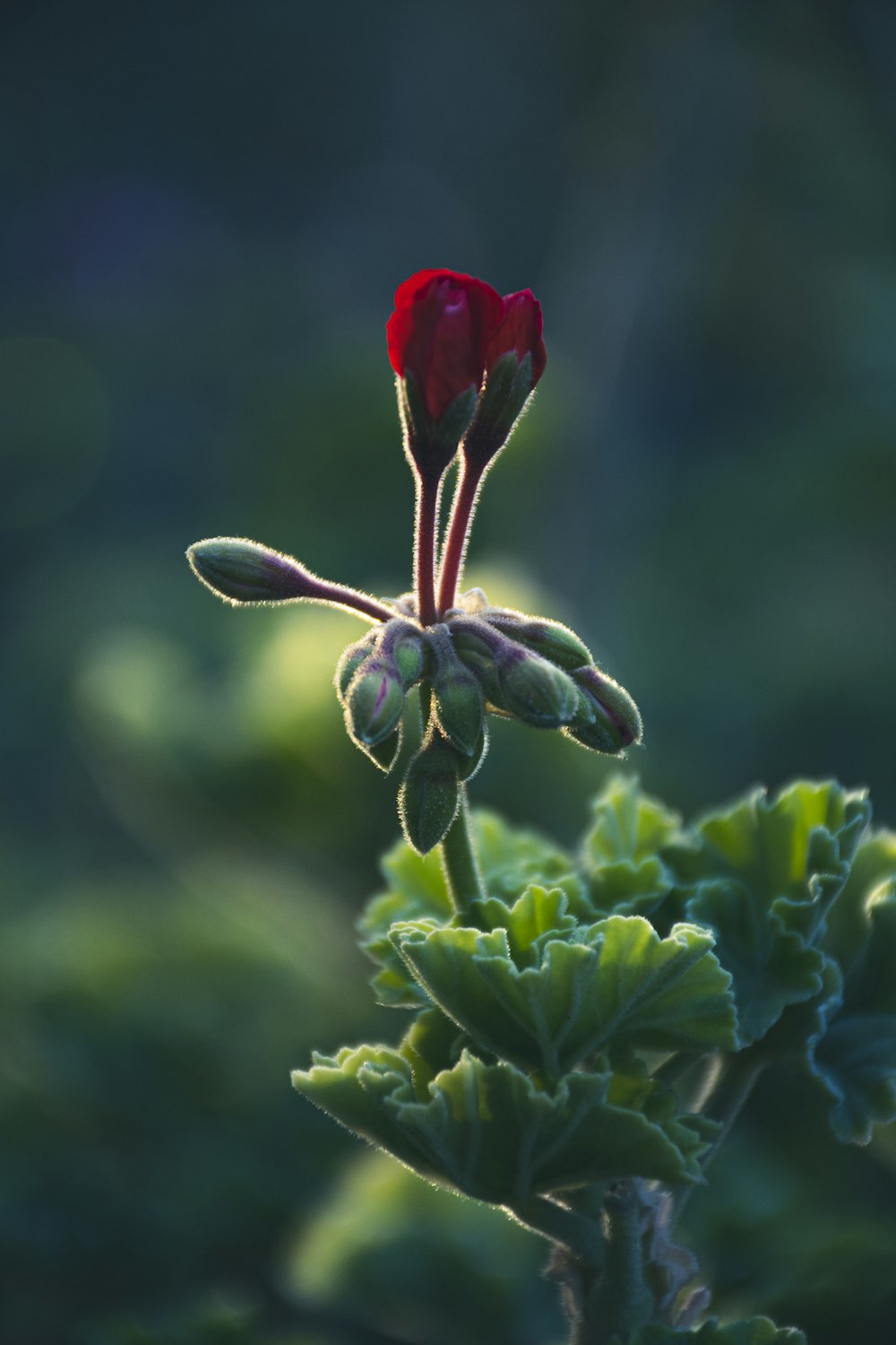 a close up of a flower