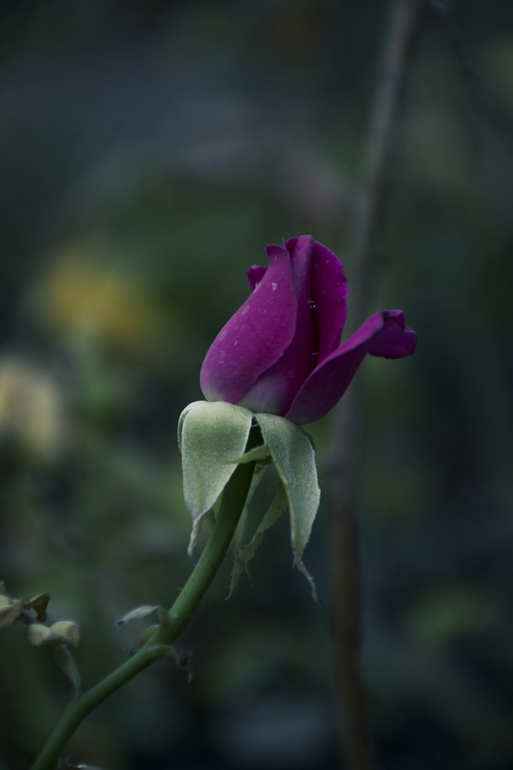 a purple flower on a plant