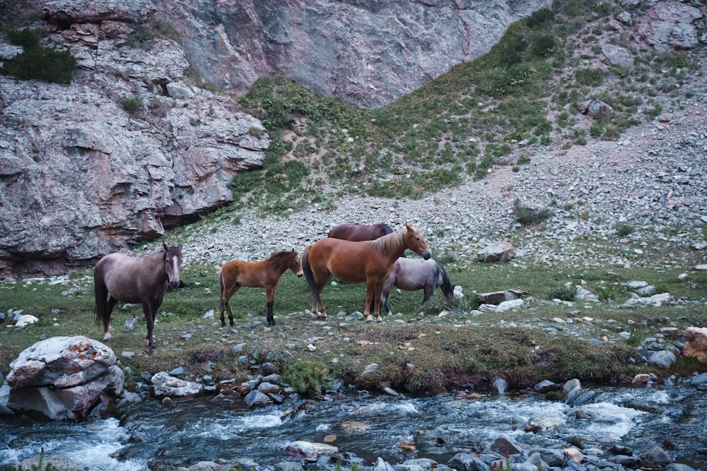 horses standing on a rocky hillside