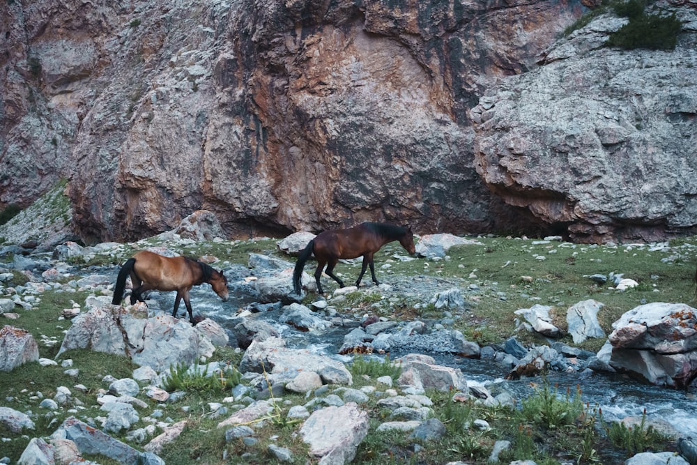 horses walking on rocks